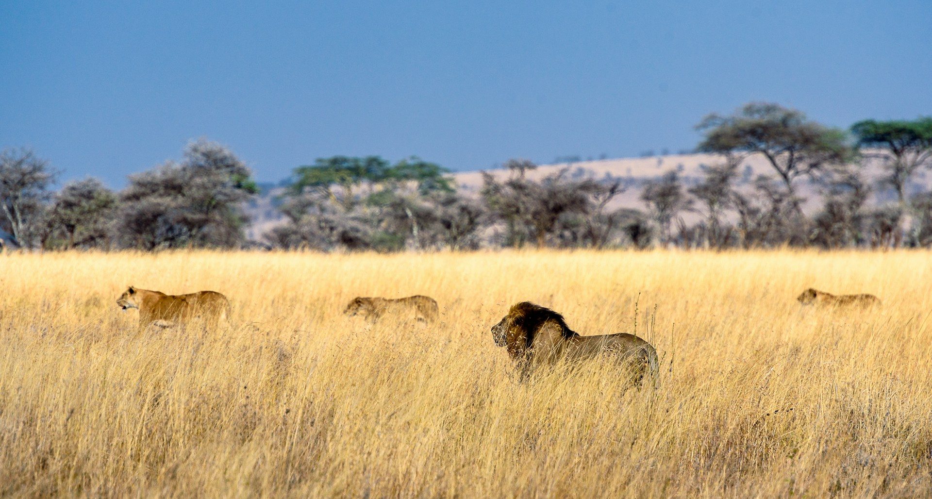 Grands espaces safaris Kenya Tanzanie — photo 1