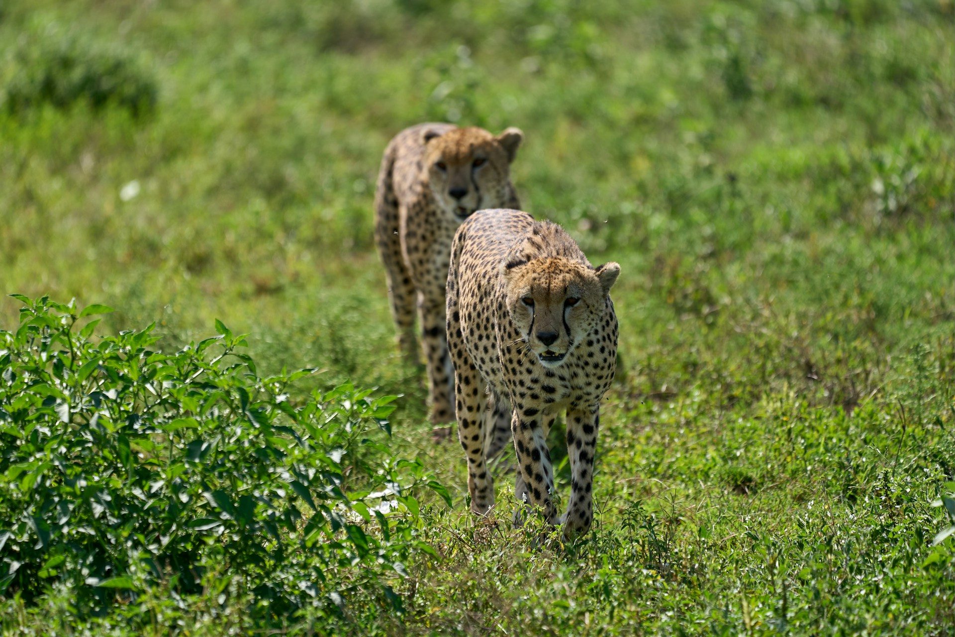 Grands espaces safaris Kenya Tanzanie — photo 2